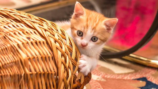 20 simpatičnih ideja kako u domu urediti kutak za mačku