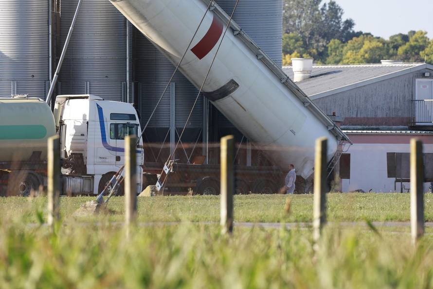 Sokolovac: Kreće eutanazija svinja, uvode se novi sigurnosni protokoli