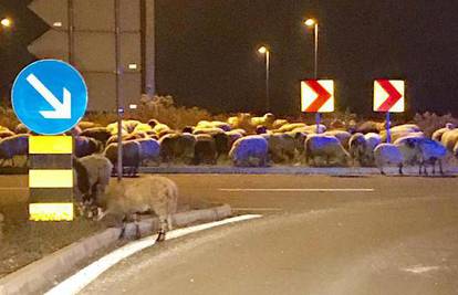Pustite meeee: Ovce kod IKEE idu u šoping, a pastira nigdje...