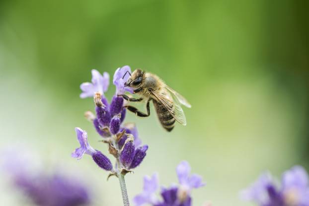 Honeybee on Lavender