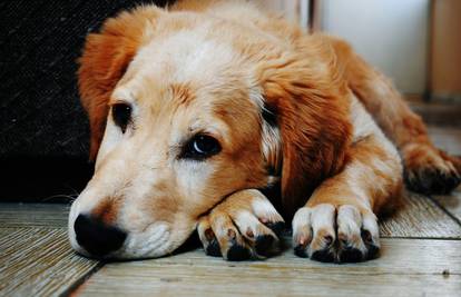 Kako im pomoći: Zbog petardi psi mogu doživjeti srčani udar