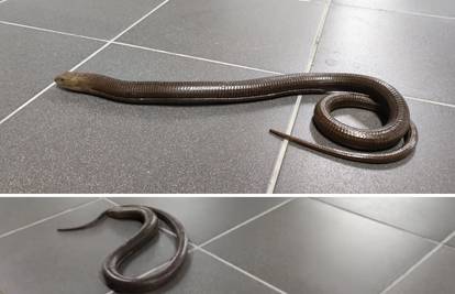 VIDEO Zagrepčanin u garaži naletio na 'zmiju' i pozvao stručnjake: 'Ma nije to zmija...'