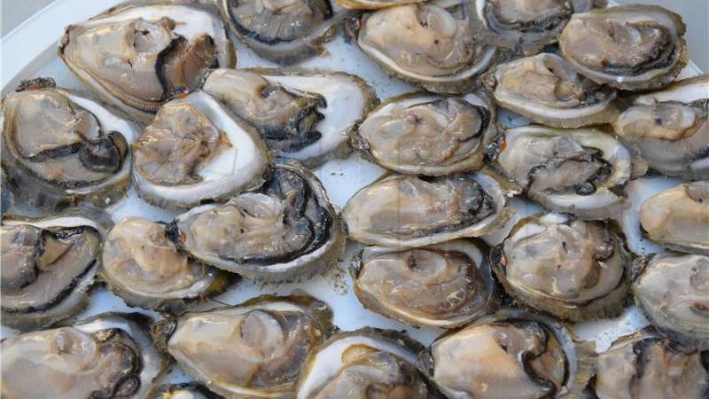 Plosnate kamenice postaju hit: Uzgoj u Hrvatskoj naglo raste