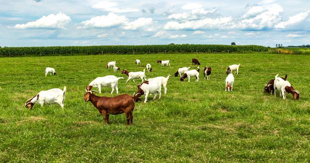 A,Herd,Of,Boer,Goats,In,A,Pasture.