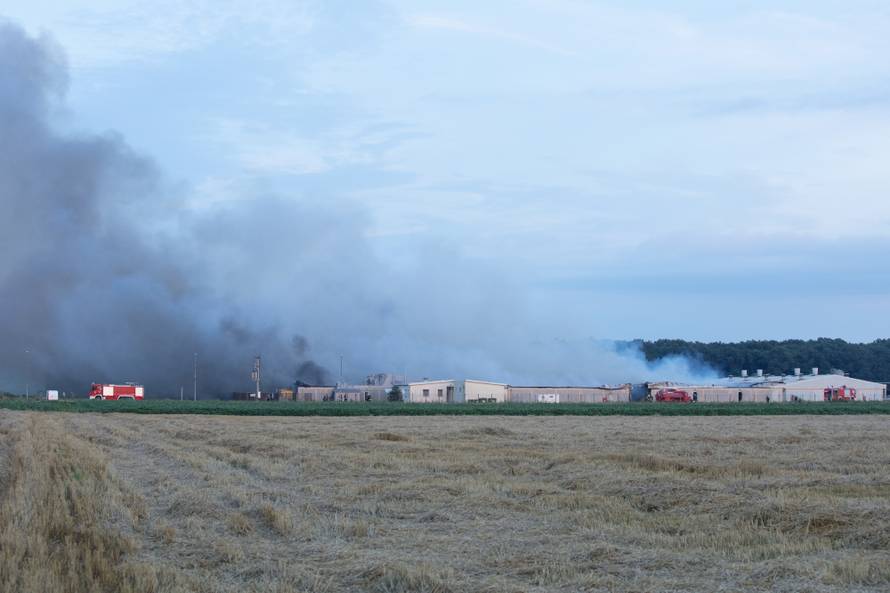 AndrijaÅ¡evci: Izgorjela Pikova farma svinja, stradalo 1000 svinja?