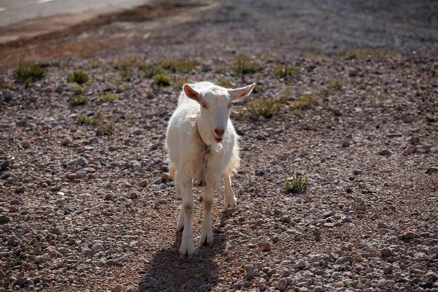 Frajer putuje s magarcem