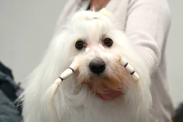 Bjelovar: Nacionalna izložba pasa održana je na sajamskom prostoru u Gudovcu