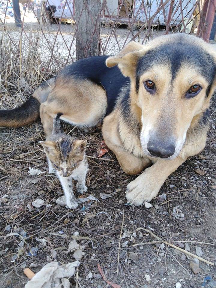 'Uzmite nas skupa': Lesi i Tom sada su zajedno u skloništu