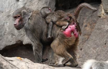 Srcedrapajuće: Majmunice nose bebe nakon smrti još 10 dana