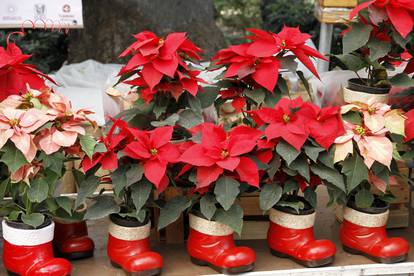 Poinsettia Christmas Flower Festival - Mexico