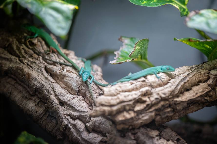 24sata Zagreb: Rodilište u Zoološkom vrtu