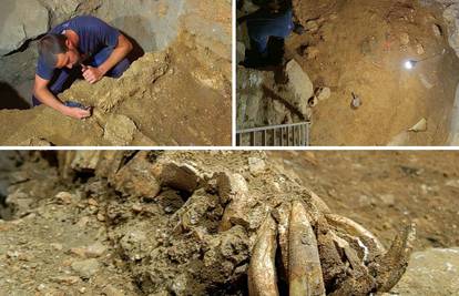 Zadarski arheolozi našli glavu konja staru 17.000 godina: 'Čekamo prijedloge za ime'