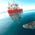 Morski rekorderi: Grenlandski morski psi žive do 400 godina