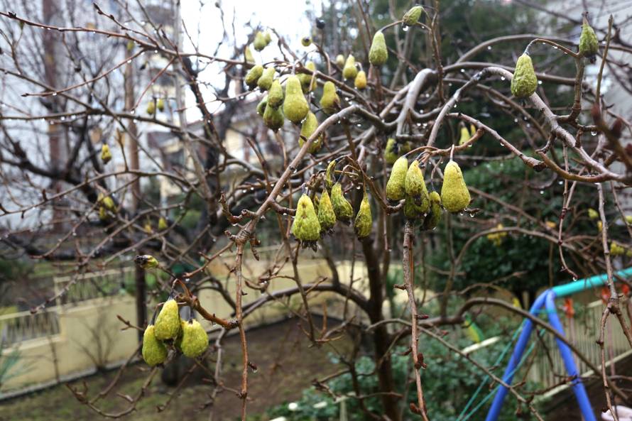 Ludo vrijeme: U voćnjaku su nam već u veljači rodile kruške