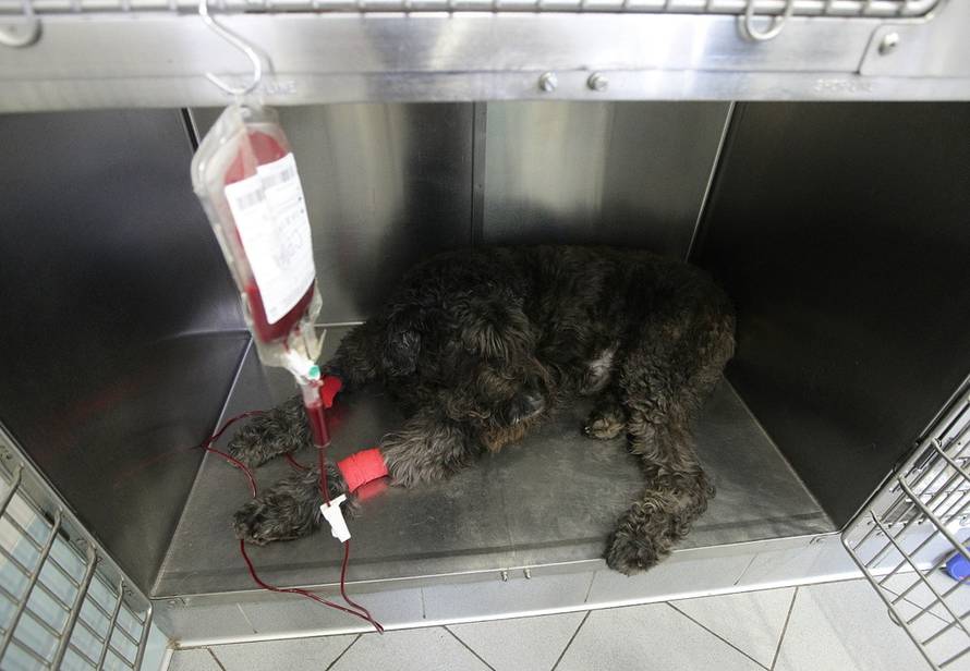 Željko Lukunić/PIXSELL