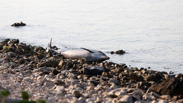 Na plažu u Zablaću doplutao mrtav dupin
