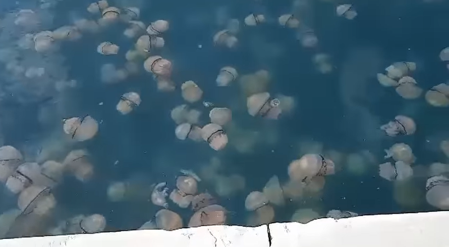 VIDEO Morska pluća u Jadranu: 'Ogromne su bile, prvi put sam ih vidio u Rijeci, predivne su...'