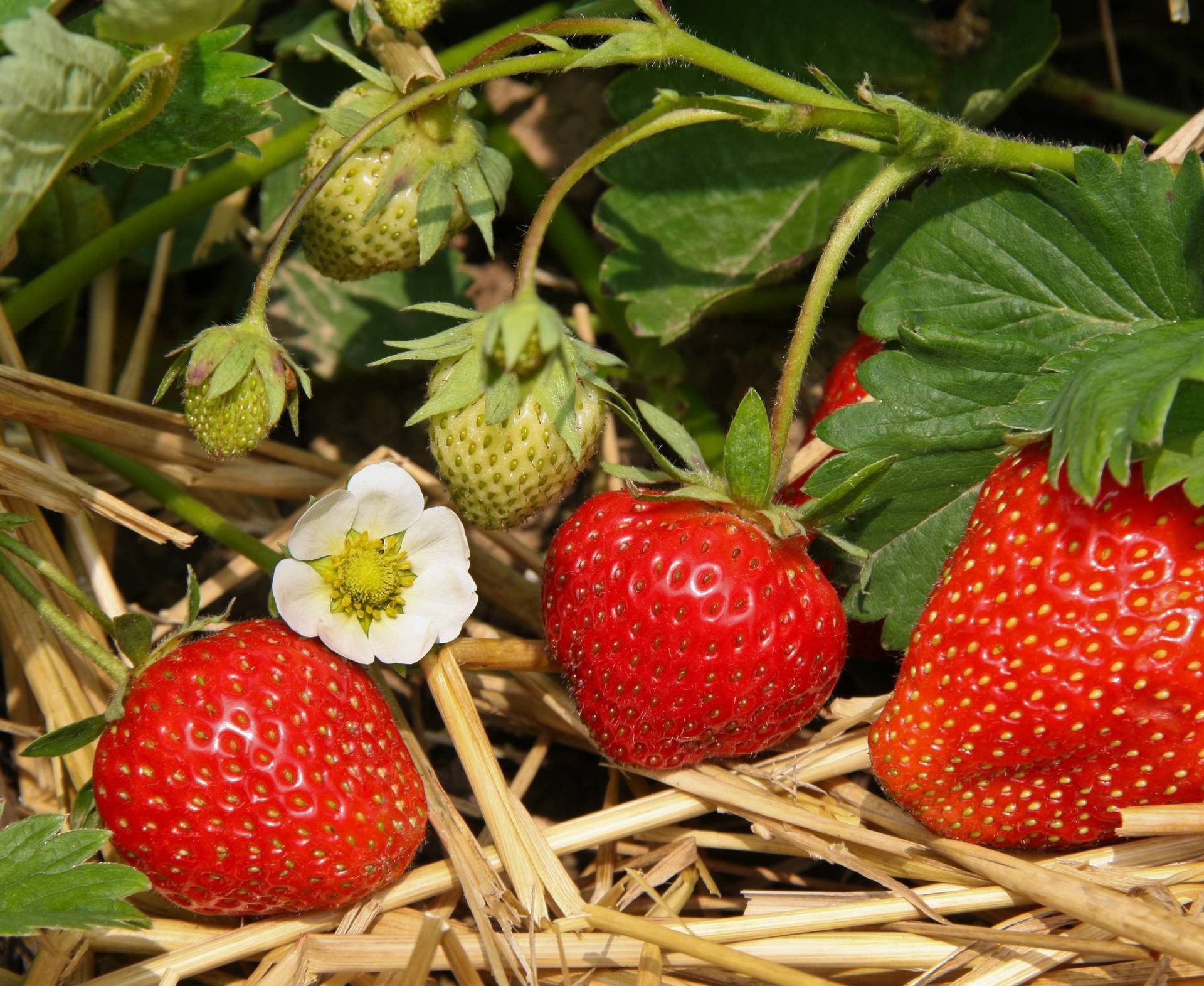 Strawberrys in the garden