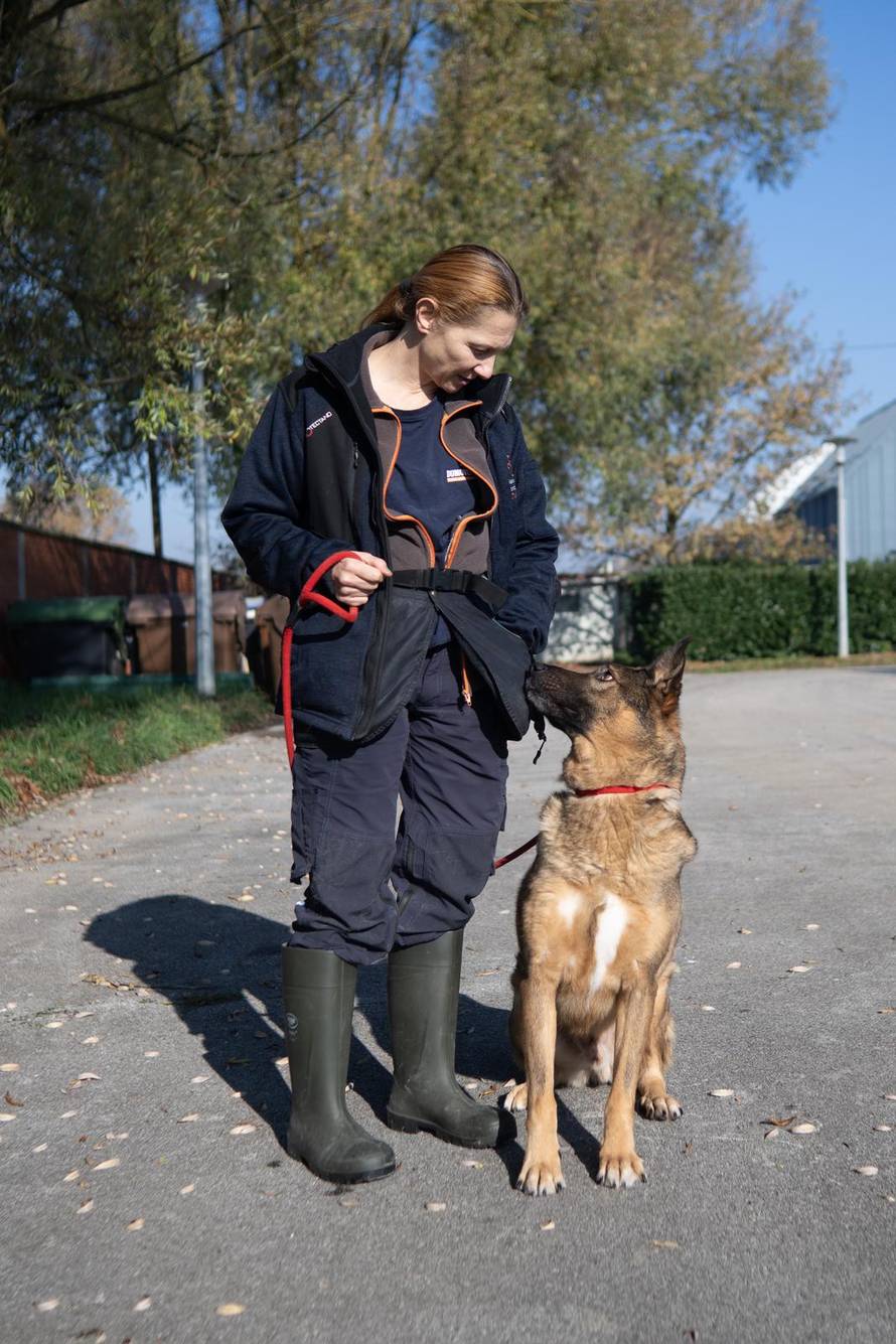 Zagreb: Priča o psima koji doniraju krv 