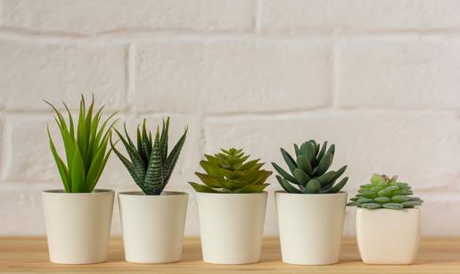 5 sobnih biljaka koje 'odbijaju' uvenuti: Idealne su za po&ccaron;etnike