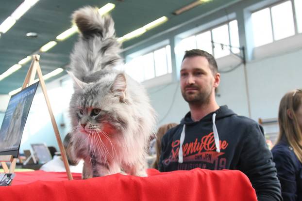 Bjelovar: Međunarodna izložba pasminskih mačaka u organizaciji Saveza felinoloških društava Hrvatske