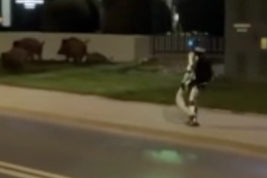 Poljski robot influencer uklanja divlje svinje iz Var&scaron;ave