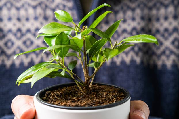 10 biljaka koje privlače novac i blagostanje u vaš dom i ured