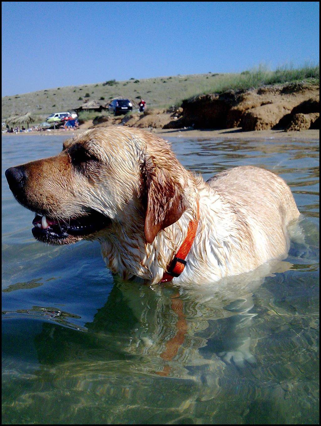 Plaže za pse: Otkrijte gdje se sve psi mogu bezbrižno kupati  