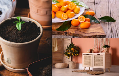Kumkvat: 'Zlatnu naranču' sami možete uzgojiti u vašem domu i iskoristiti sve njezine blagodati