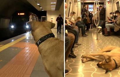 Pas iz Istanbula se redovno vozi javnim prijevozom: Dnevno putuje više od 30 kilometara