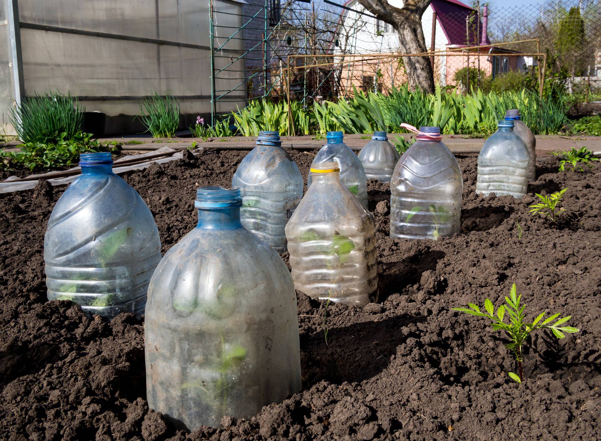 Ovo je trik s plastičnom bocom koji vam 'sam' zalijeva biljke