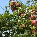 Mjesec domaće jabuke: Možete povoljno kupiti domaće sorte