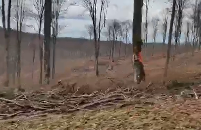 VIDEO Posjekli su bogatu šumu na Žumberku: 'Imaju dozvolu, ne možemo im to zabraniti'