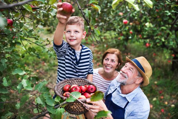 A,Senior,Couple,With,Small,Grandson,Picking,Apples,In,Orchard.