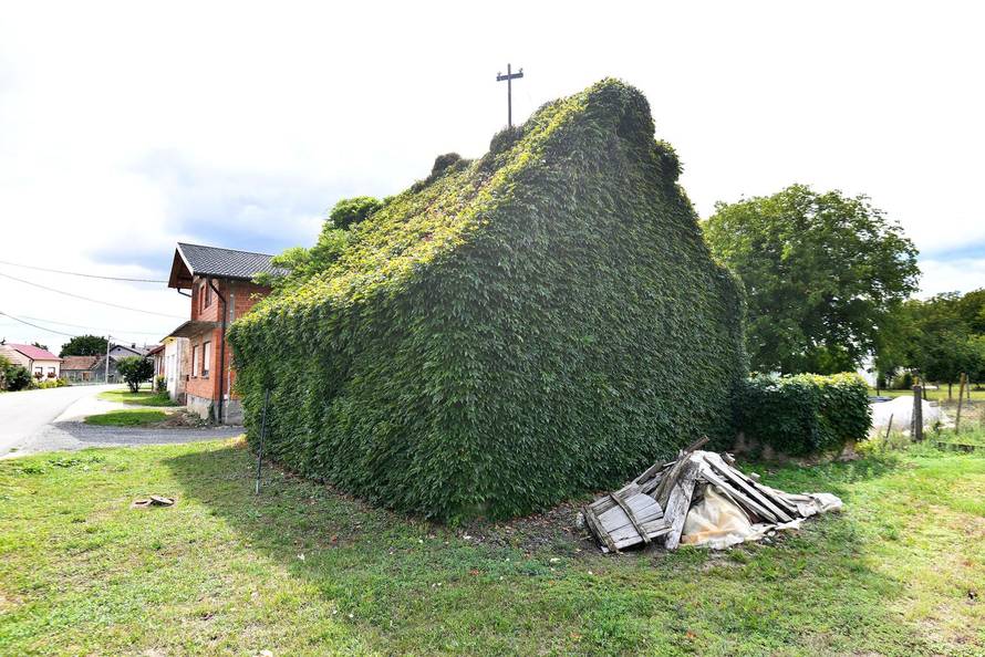 Novo Selo Podravsko: Kuća koja je cijela obrasla u bršljan 