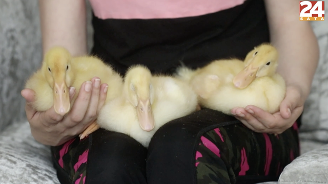 Britanka ima tri patke kućne ljubimce: 'Preslatke su i jako se vole igrati, zadržat ću jednu'