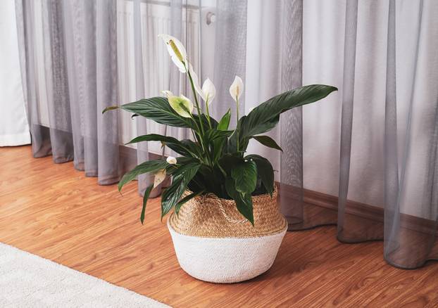 Ovo su sobne biljke koje mogu rasti i u prostorijama bez svjetla