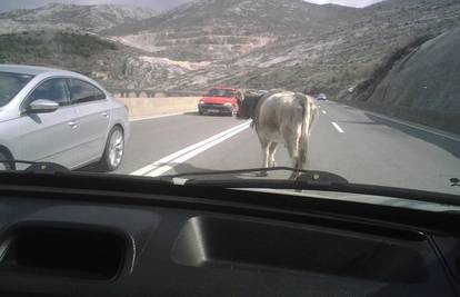 Zbunjena krava mirno se šetala preko brze ceste Solin-Klis