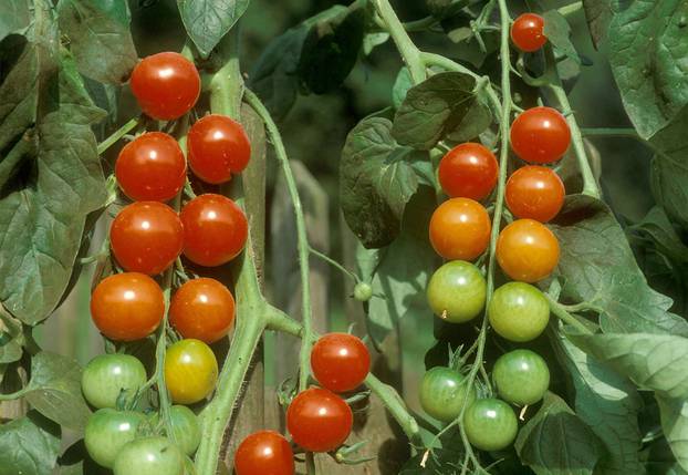 Učinkovito zalijevanje osigurava bolju berbu i daje veće i zdravije plodove