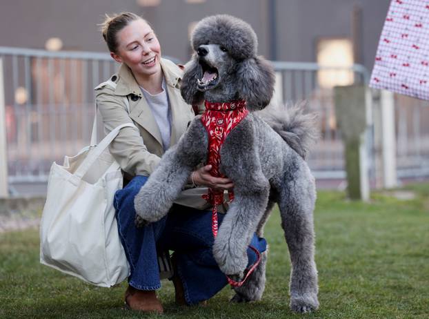A Standard Poodle is seen on the first day of the Crufts dog show in Birmingham