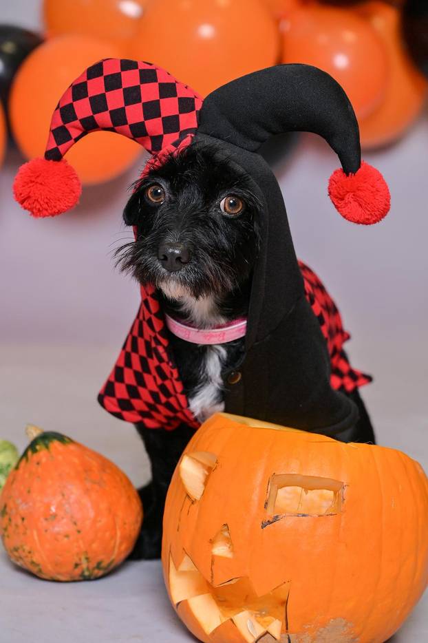 Sklonište u Dumovcu poziva na posebno jesensko udomljavanje pasa i mačaka