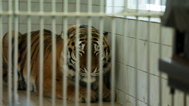 Tigar Sajon stigao u osječki ZOO