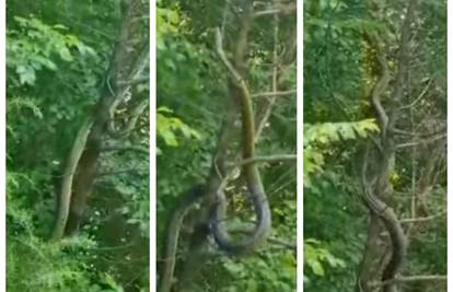 VIDEO Ogromna zmija uplašila Hercegovinu, stručnjak otkrio koja je vrsta. 'Uznemirujuće je!'