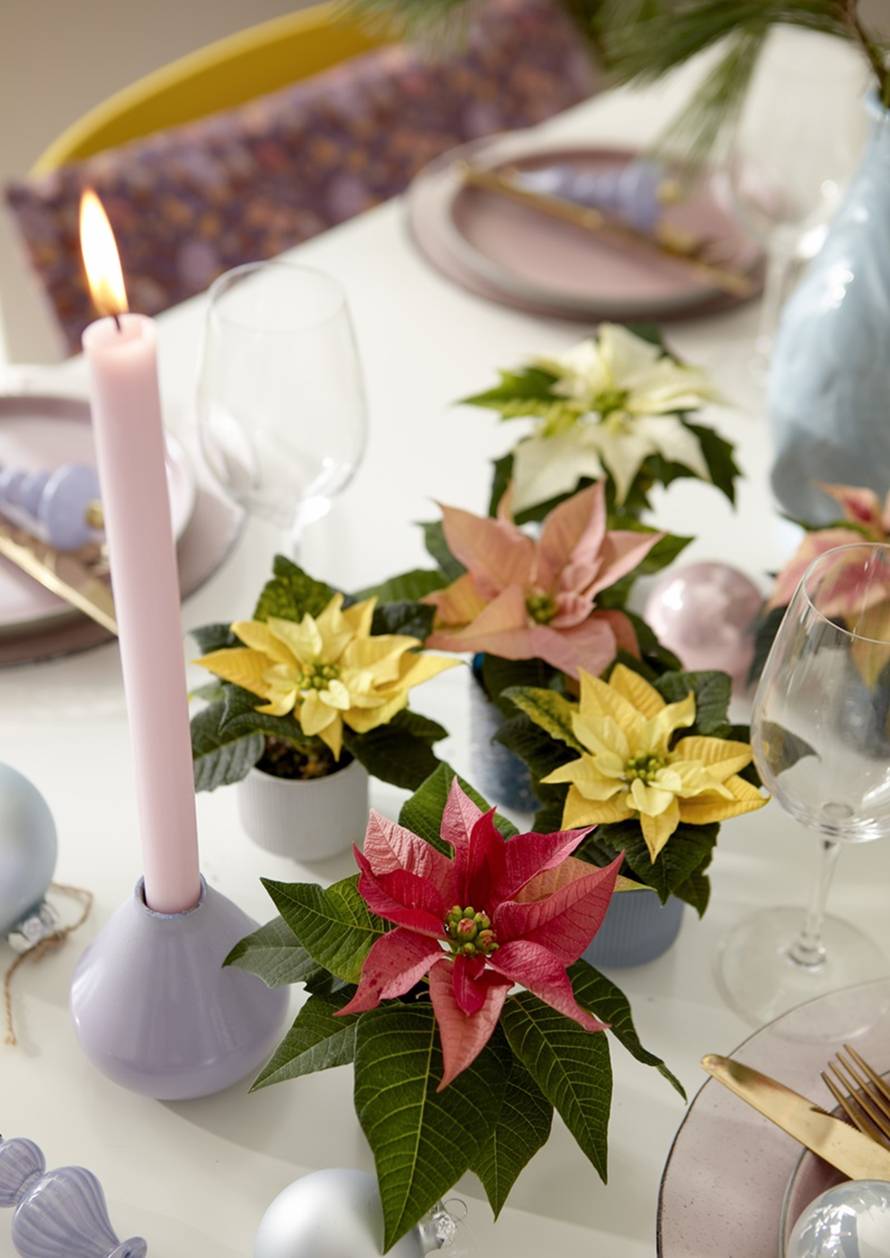 Pažljivo njegujte svoju mini božićnu zvijezdu