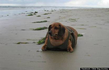 Pretio pas bio na dijeti i skinuo 22 kilograma!