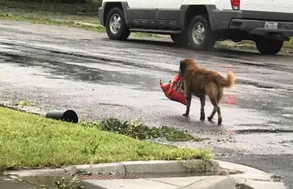 Ni oluja mu ne može ništa: Pas je sam donio hranu svojoj kući