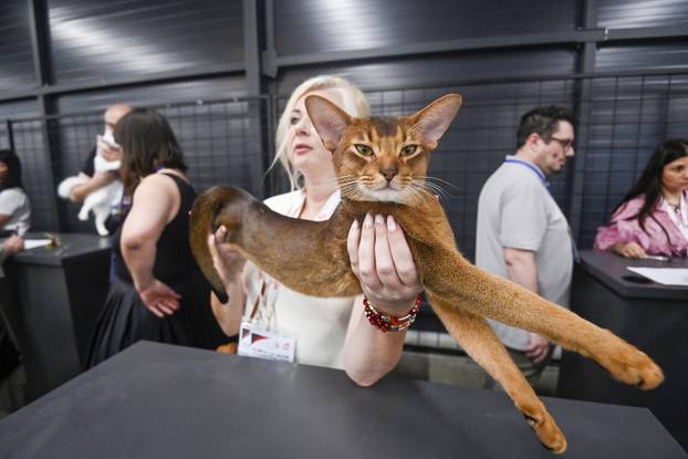Zagreb: Međunarodna izložba mačaka WCF Cat Olimpia 2025