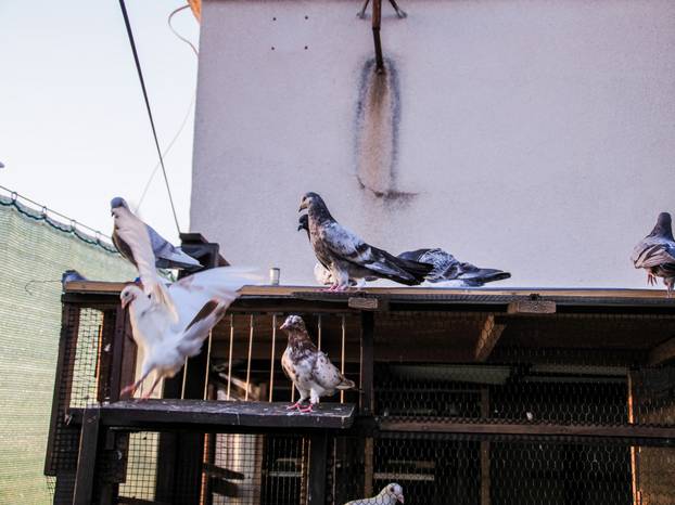 FOTO Zoran je na krovu zgrade u Zagrebu napravio zelenu oazu: 'Tu sadimo biljke, družimo se...'
