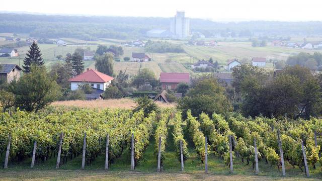 Moslavački vinogradi