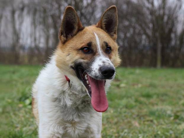 FOTO Ovi preslatki psići u Noinoj Arci čekaju samo vas da ih udomite